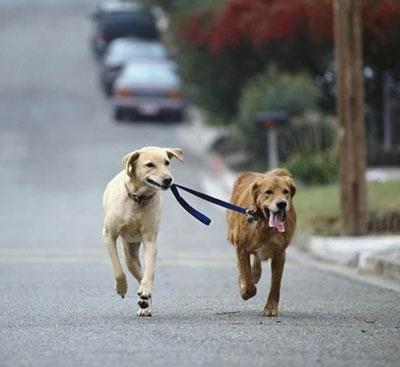 dogs walking together