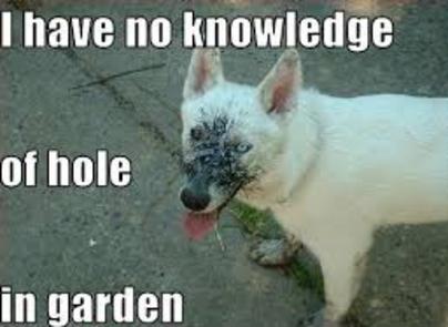 Dog digging holes