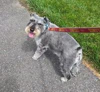 dogs walking together