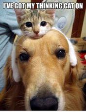 cute dog and kitten