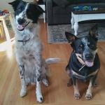 These two rescue pups are so fun to walk. They get a 45 min walk every day! Meet Jax and Kale!